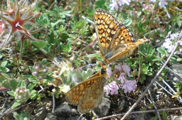 Farfalla da identificare - Euphydryas aurinia